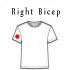 Right Bicep